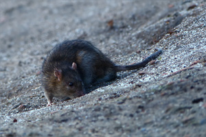 Paris invaded by rats